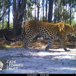 Leopard